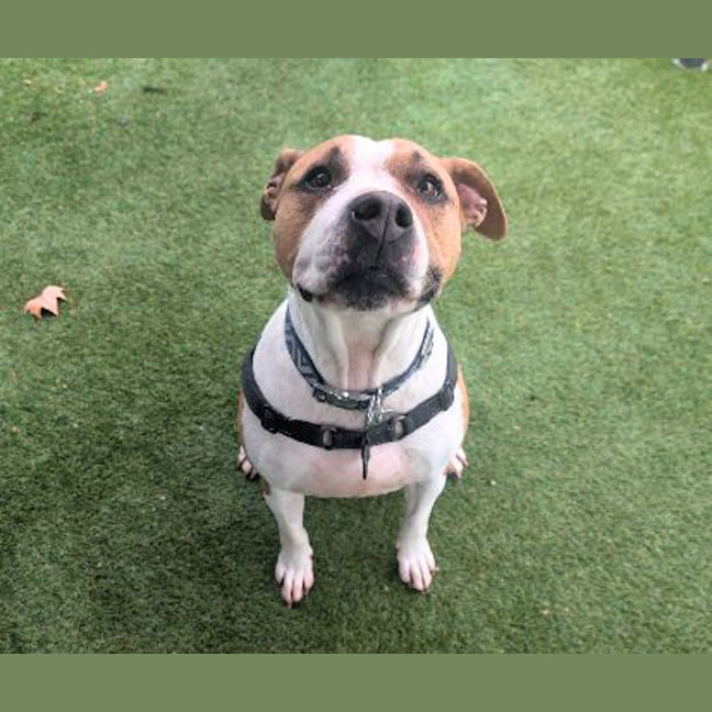 Photo of Roxy