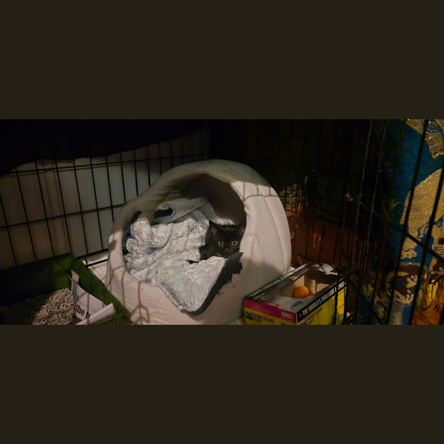 Photo of Onyx (8945)