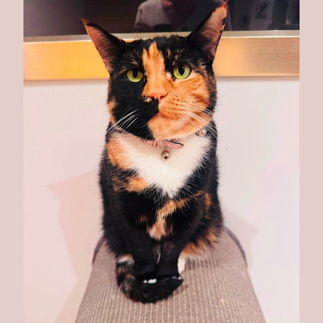 Photo of Fat Cat ❤️