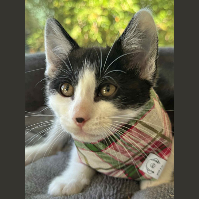 Photo of Basil   In Foster Care In Cranbourne
