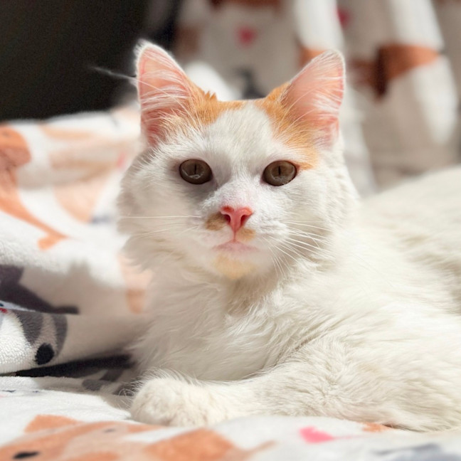 Photo of Waffle