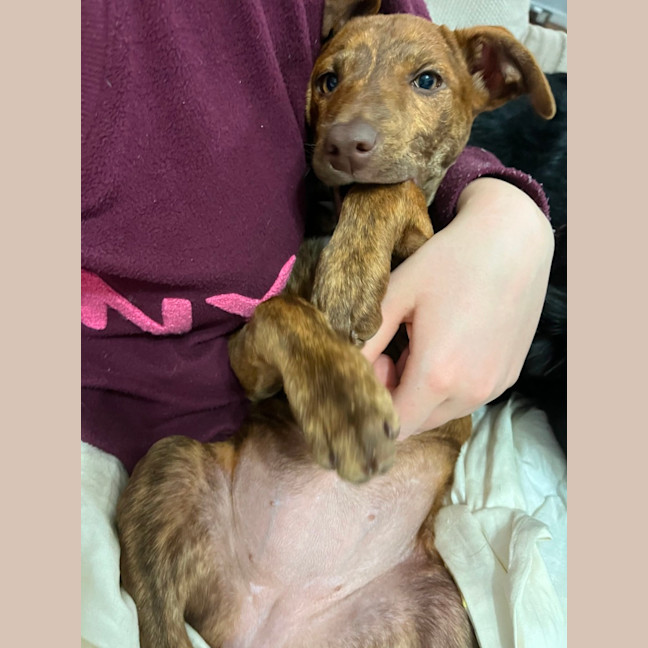 Photo of Rosie   4 Month Old Kelpie X Staffy (Trial 5/10)