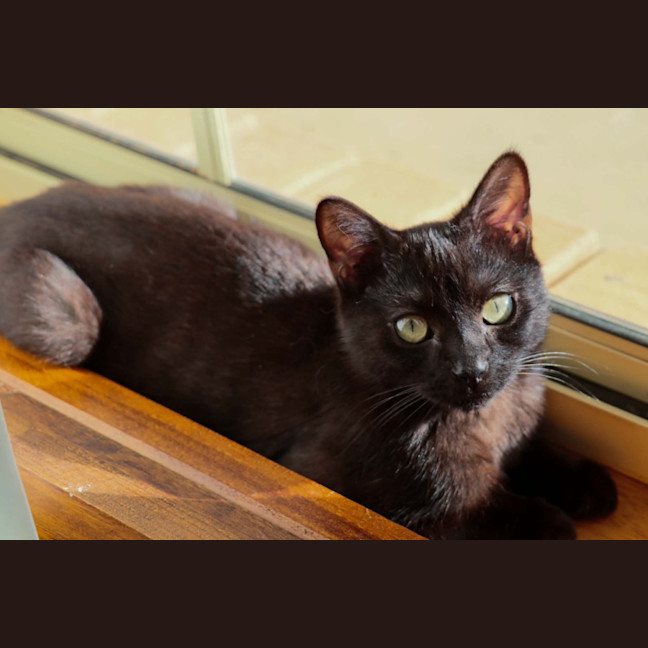 Photo of Enzo 