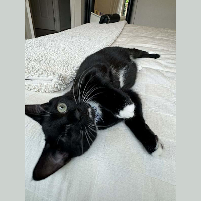 Photo of Oreo