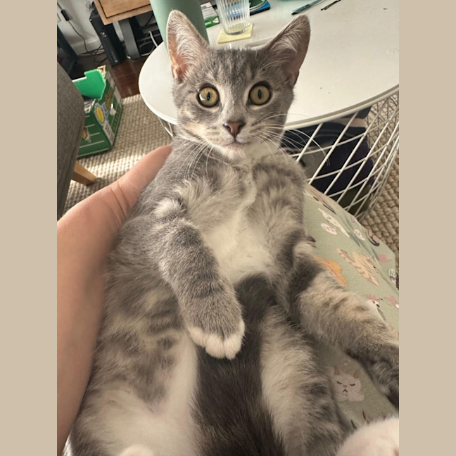 Photo of Louis **2nd Chance Cat Rescue**