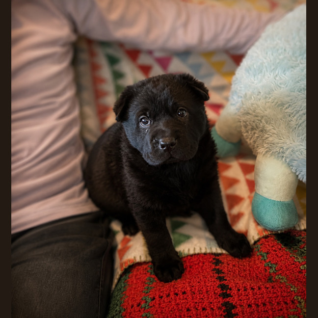 Photo of Stella