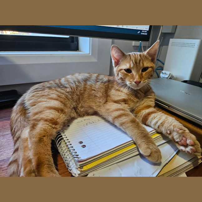 Photo of Loki 