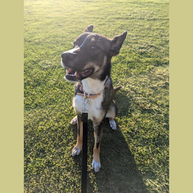 Photo of Pixie 