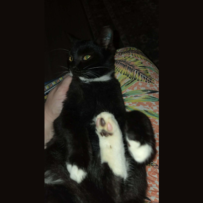 Photo of Angus