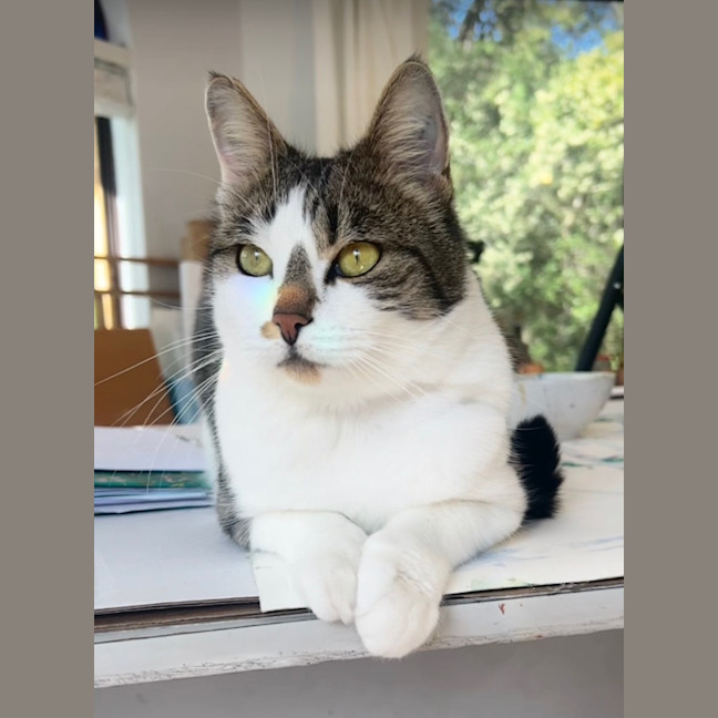Photo of Bunny