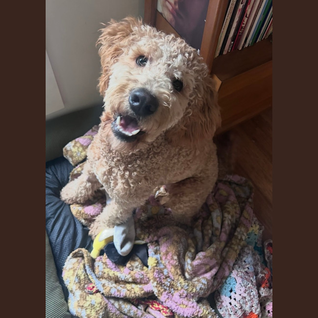 Photo of Milo