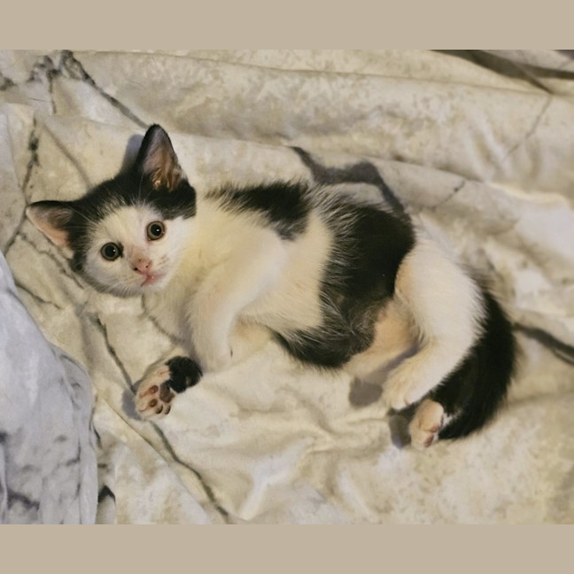 Photo of Creme