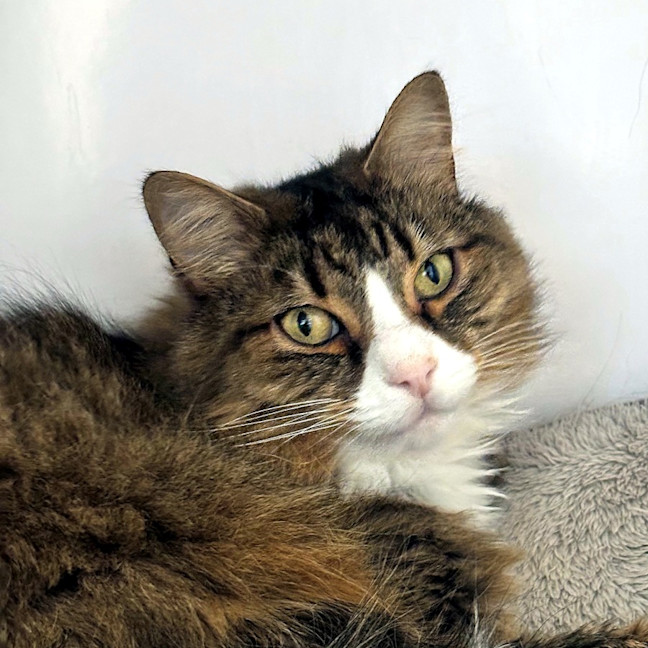 Photo of Dallas Sta014015