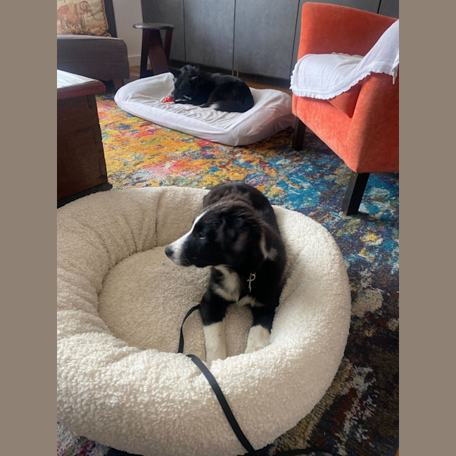 Photo of Trix