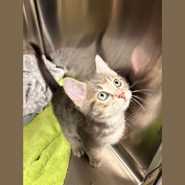 Photo of Smokey 