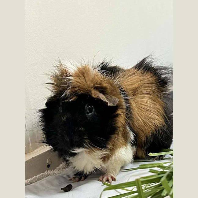 Photo of Piccolo