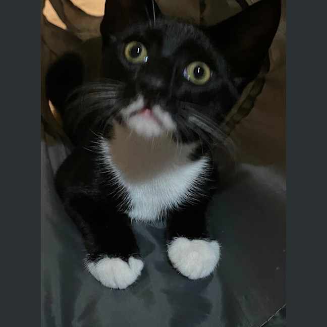 Photo of Sampson   Reduced Adoption Fee