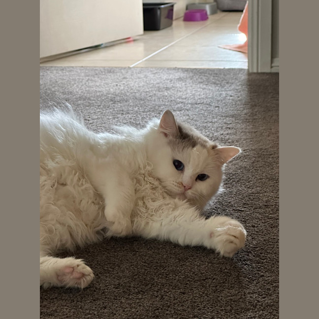 Photo of Coconut 