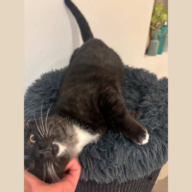 Photo of Xavier Meet Me@Petstock Chelsea Store 8/5