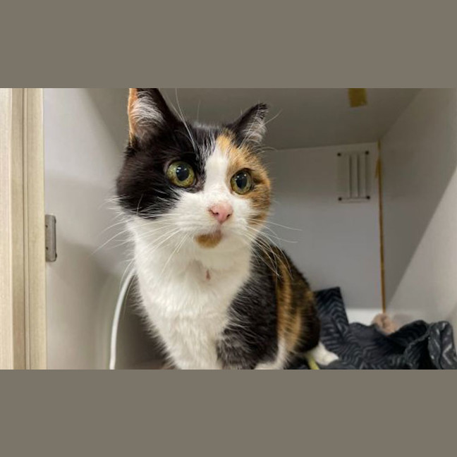 Photo of Fitz
