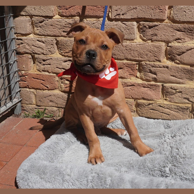 Photo of Scout