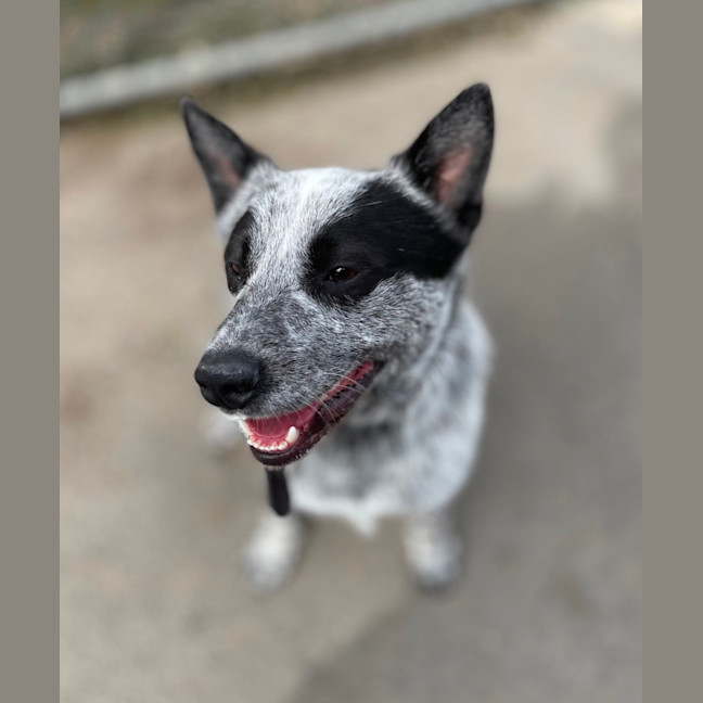 Photo of Spot 