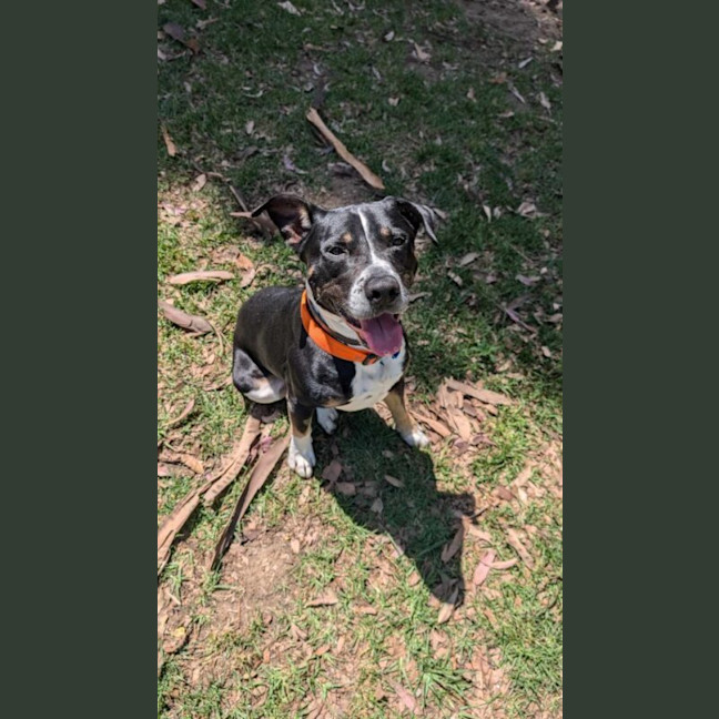 Photo of Rex