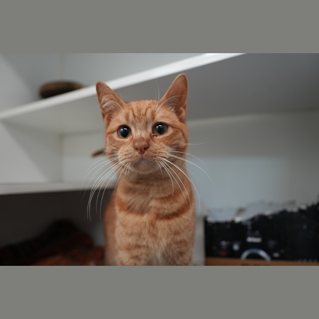 Photo of Cheese Supreme