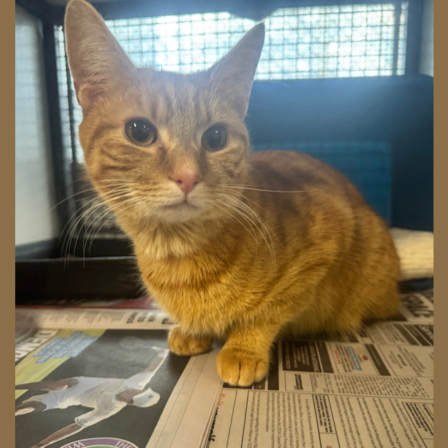 Photo of Scout