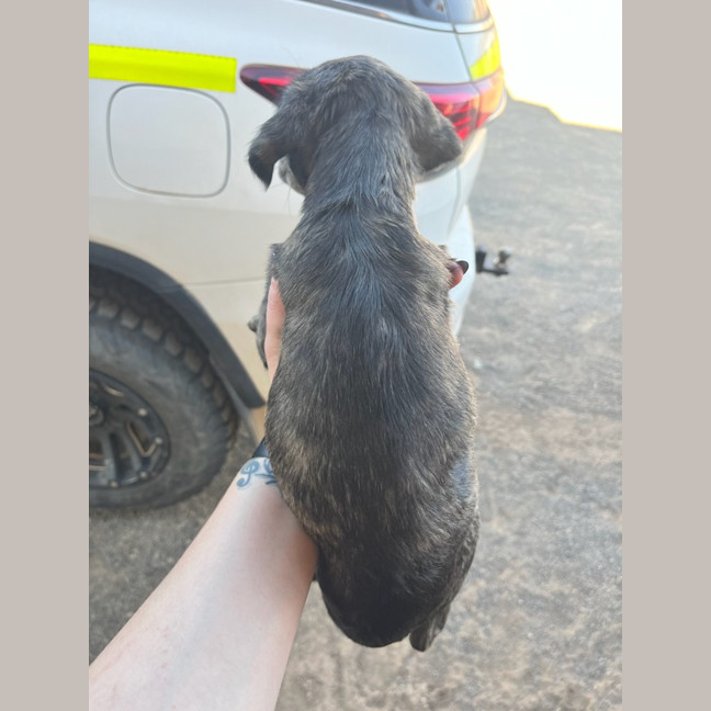 Photo of Uma (Lollie)