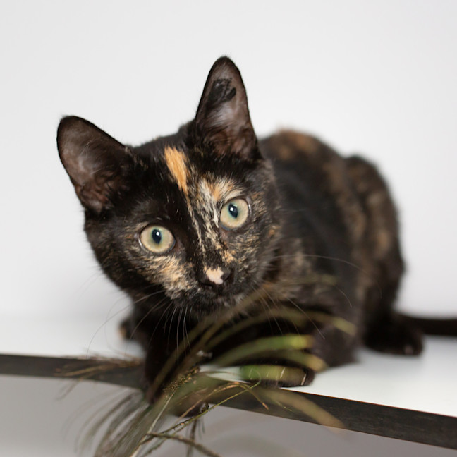 Photo of Aries