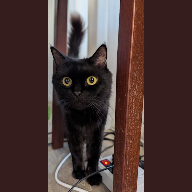 Photo of Velvet