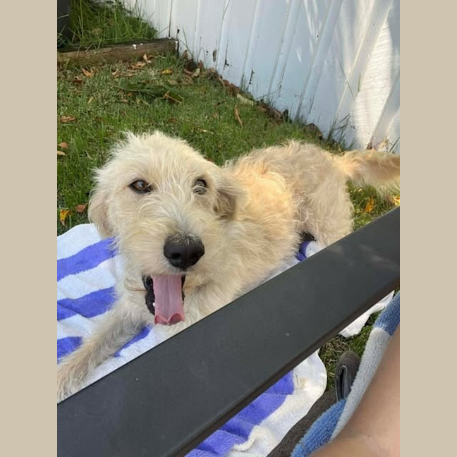 Photo of Maple