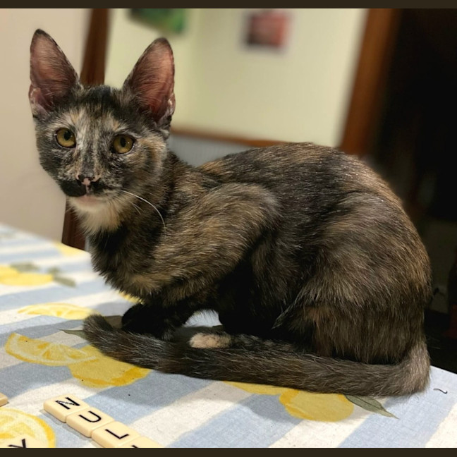 Photo of Szechuan
