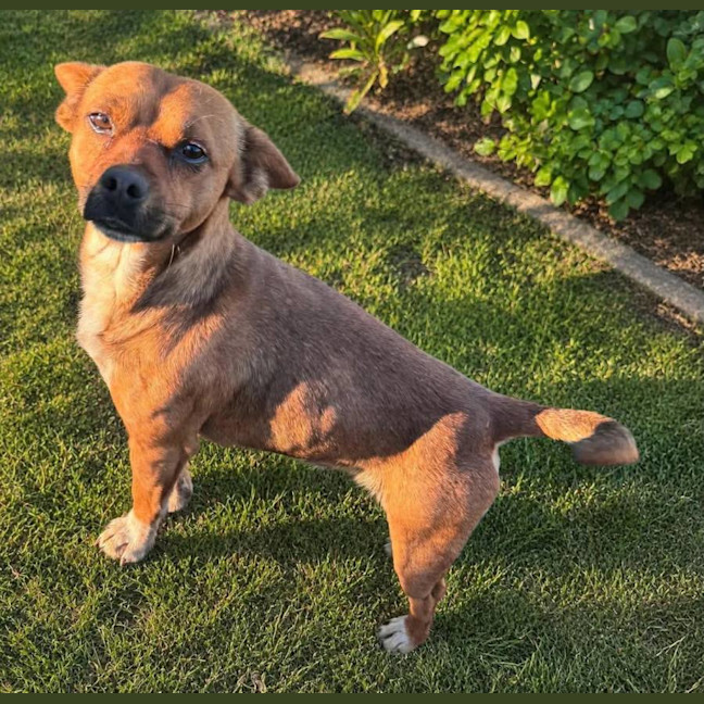 Photo of Pepper
