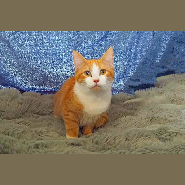 Photo of Chester