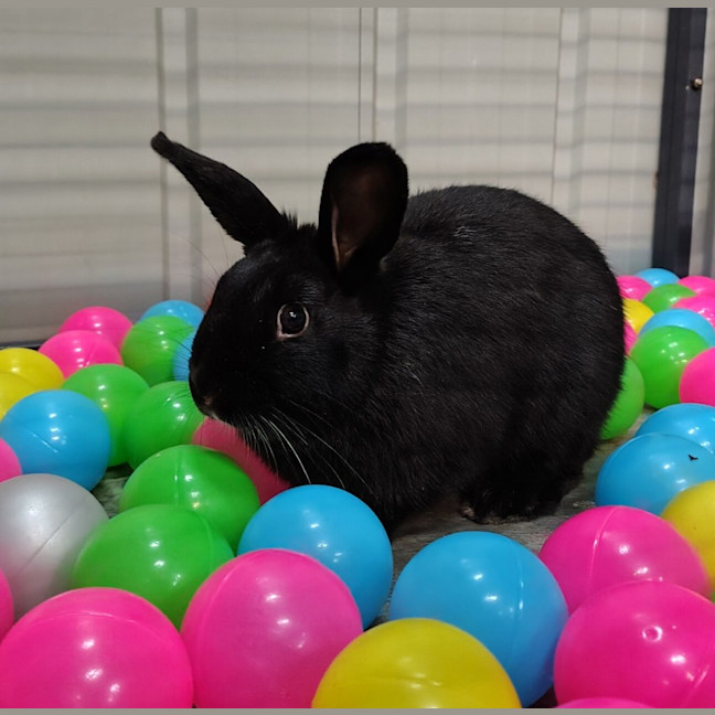 Photo of Lavender (Bonded To Coral)