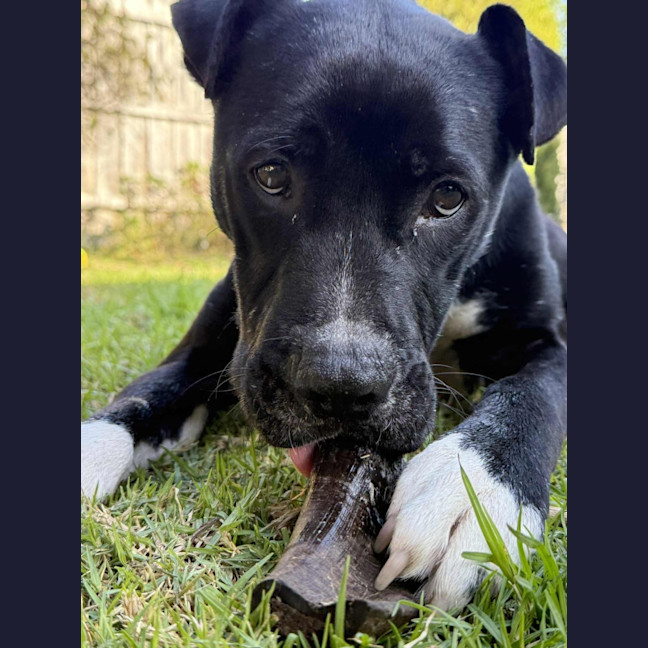 Photo of Sanka