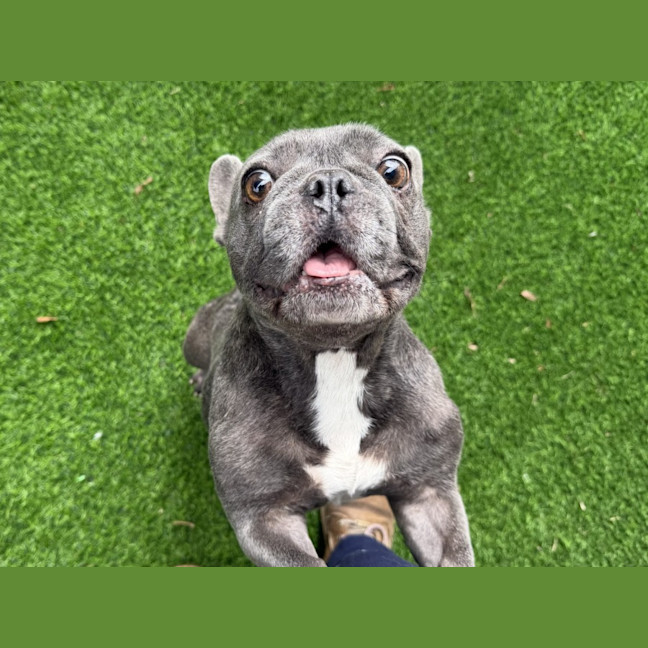 Photo of Sherbie Imp 144