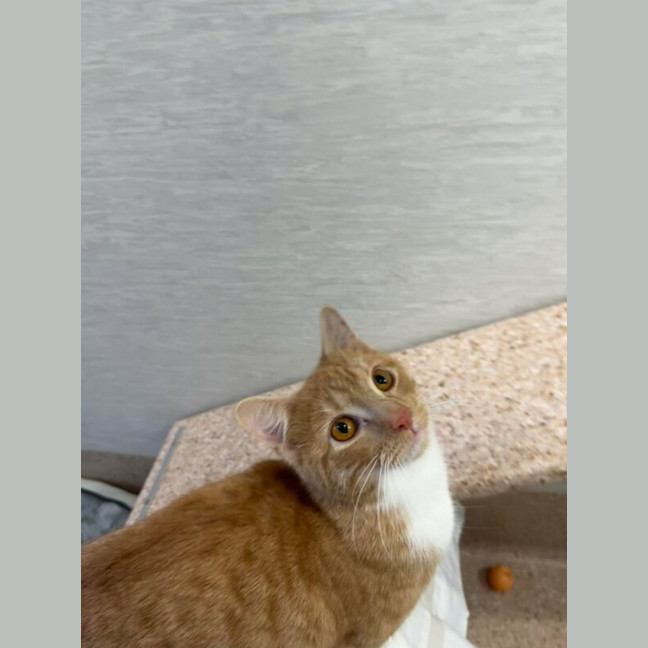 Photo of Tulip