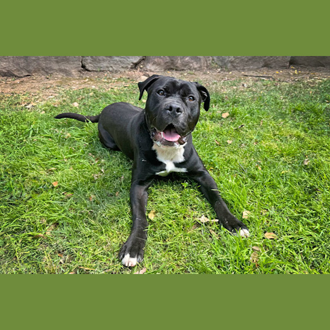 Photo of Archie