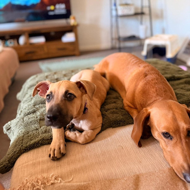 Photo of Louie