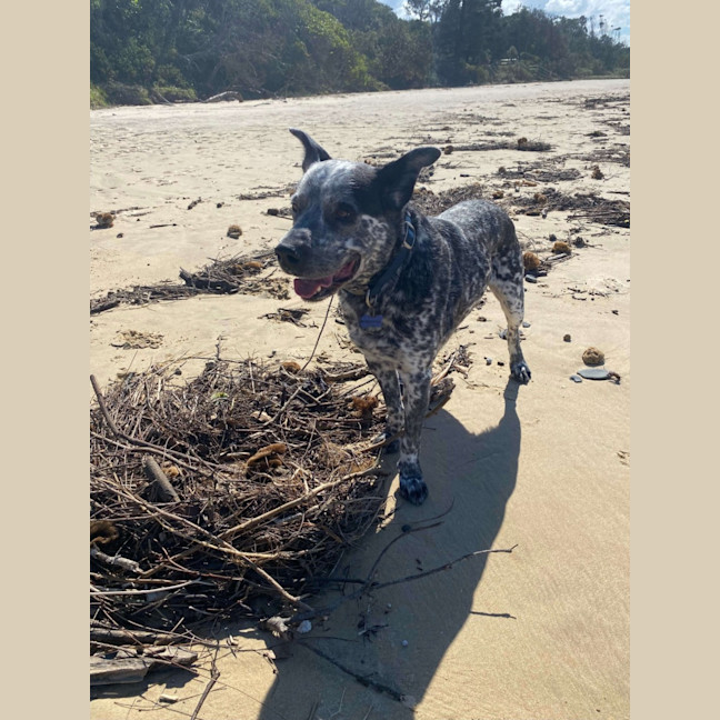 Photo of Milo
