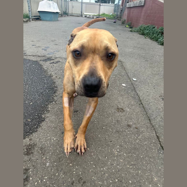 Photo of Honey