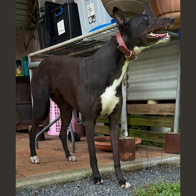 Photo of Lilly