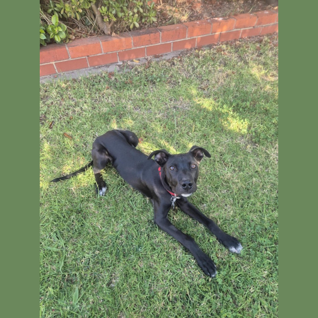 Photo of Cosmo 