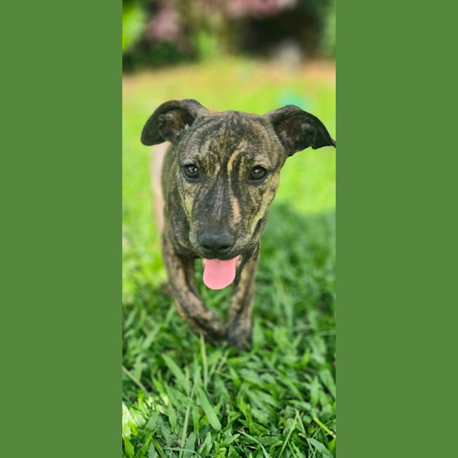 Photo of Siren
