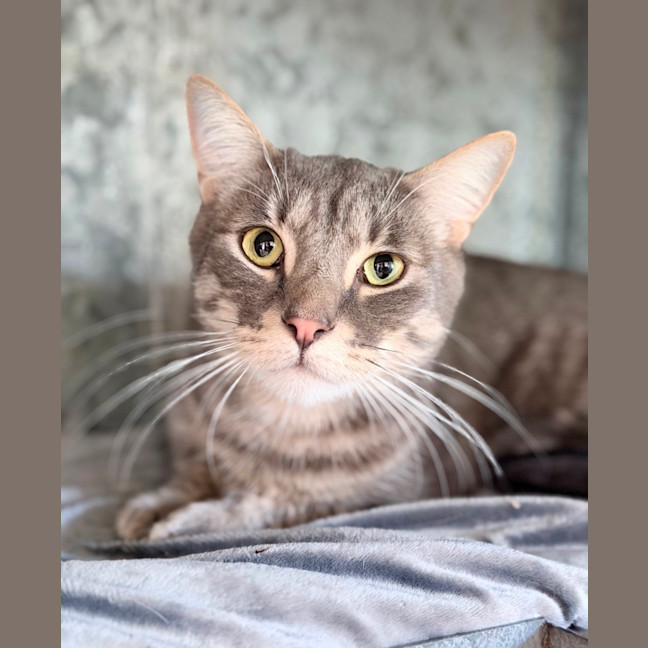 Photo of Meow
