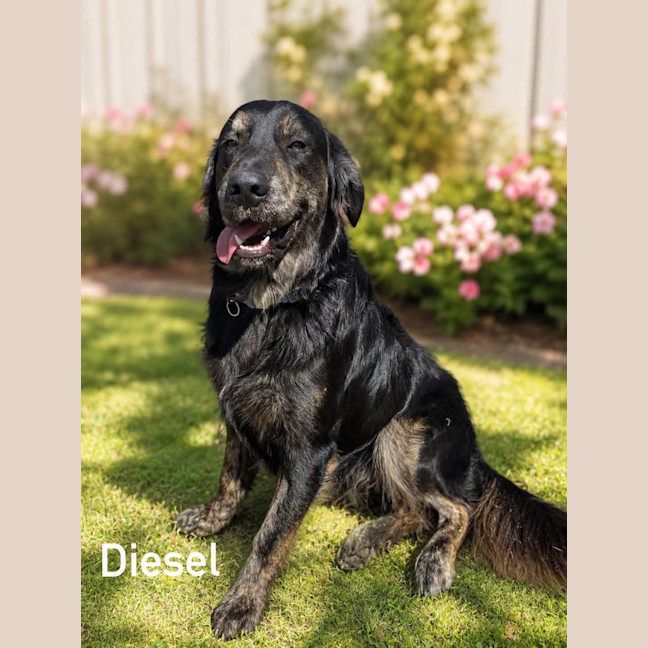 Photo of Diesel