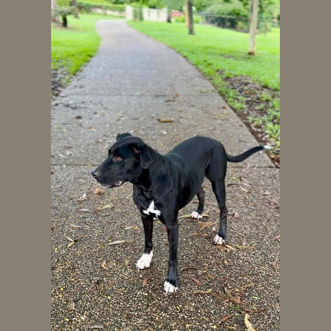 Photo of Tasha *$350 Adoption Fee*